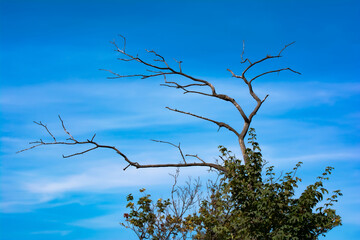 Dry branch against the blue sky