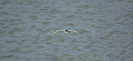 Fototapeta na wymiar Sea swallow (lat. Sterna) - a genus of birds from the gull family (Laridae)