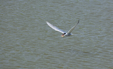 Sea swallow (lat. Sterna) - a genus of birds from the gull family (Laridae)