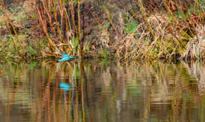 The common kingfisher (Alcedo atthis) also known as the Eurasian kingfisher, and river kingfisher, is a small kingfisher with seven subspecies.