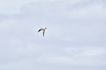 Black-headed gull in flight, against blue background. Front view