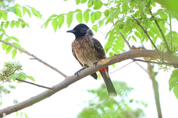 Indian Bird - Pitta