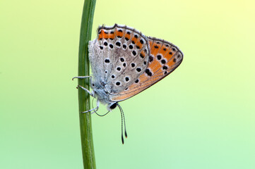 Lycaena virgaureae butterfly  on a blade of grass in the early morning in a forest glade