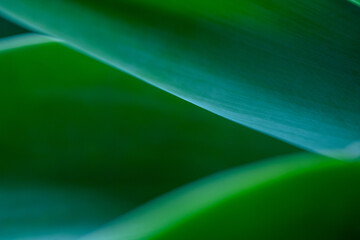 Obraz premium green abstract background