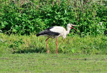 A stork walks through a meadow looking for frogs