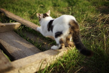 White spotted cat sharpening its claws on a wooden plank in the garden, back side view.