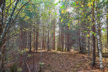 Obraz premium Landscape with forest and trees in it in summer or autumn day.