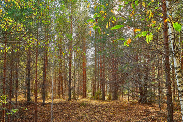 Landscape with forest and trees in it in summer or autumn day.