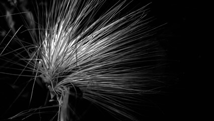 Black and White Abstract of a Plant 