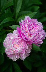 Bright pink lilac peonies on a dark green bush in the garden .