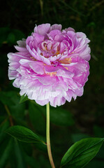 Fototapeta premium Bright pink lilac peony on a dark green bush in the garden .