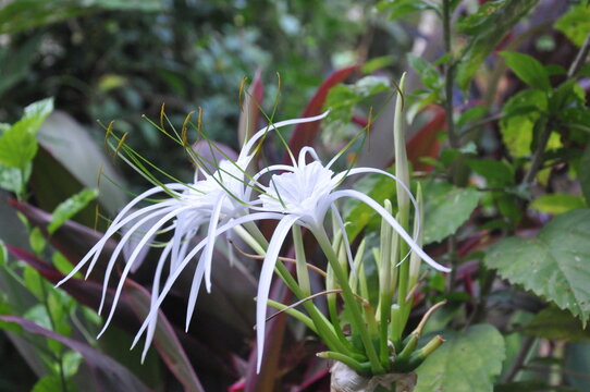 Flowers photo from unique flower Garden in Goa. Beautiful flowers