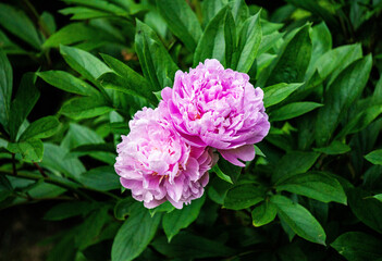 Bright pink lilac peonies on a dark green bush in the garden .