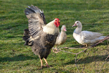 A cock flaps its wings and yells