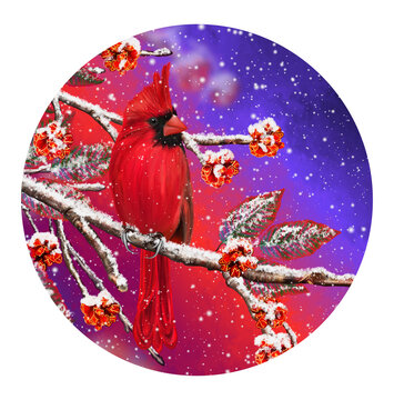 Winter Christmas background, red cardinal bird sits on snowy branches, berries, leaves in the snow, evening lighting, round shape.