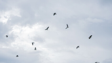 Many birds flying in the sky beautifully.