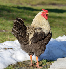 Beautiful big white rooster in the village