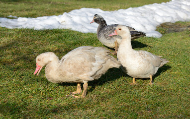 Musk duck, mute swan, drake in the yard