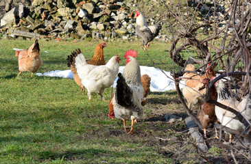 Beautiful big white cock with hens