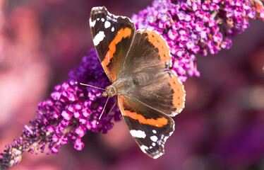 tapeta, motyl na kwitnącym kwiatku w letni słoneczny dzień
