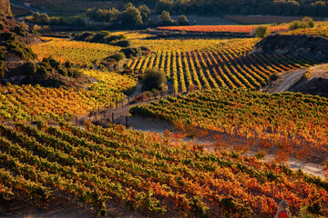 Rioja vineyard.  Rows of golden vines in late afternoon sun. © scottimage