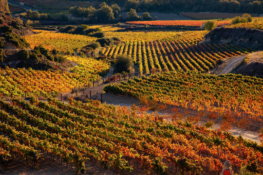 Rioja vineyard.  Rows of golden vines in late afternoon sun.