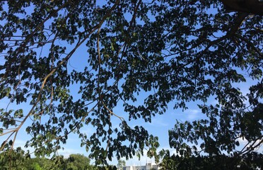 acropolis, ancient, architecture, athens, blossom, blue, blue sky, building, city, civilization, coniferous, copy space, culture, destination, environment, exotic, exterior, famous, flowers, foliage, 