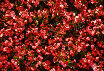 Begonia, bégonia semperflorens