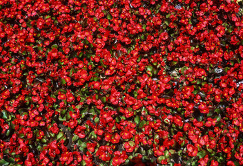 Begonia, b&eacute;gonia semperflorens