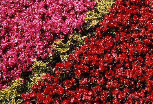 Begonia, Bégonia Semperflorens