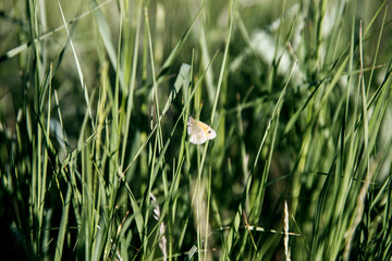 gray-orange butterfly sits on the grass. Nature. Environment. Place for an inscription.