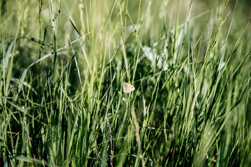 orange butterfly sits in green grass