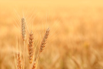 Golden wheat spikelets in field