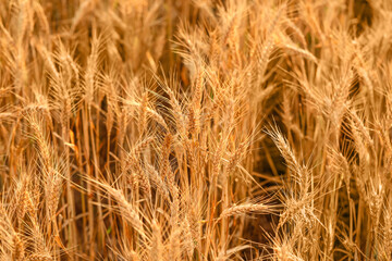 Golden wheat spikelets in field