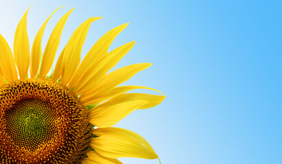 Naklejka premium Blooming sunflower in the blue sky background.Copy space for text