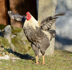 A cock flaps its wings and yells