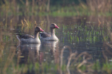 greylag goose (Anser anser) in Bharatpur Bird Sanctuary, Rajasthan, India.