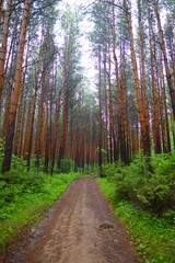 path in the forest