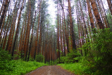 Fototapeta premium footpath in the forest