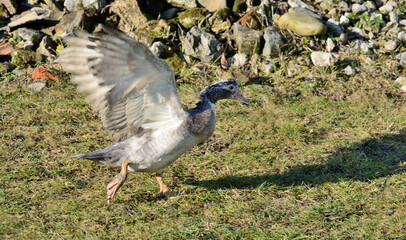 Musk duck, mute swan, drake rides for takeoff