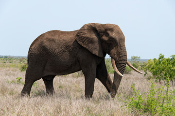 Fototapeta premium Eléphant d'Afrique, Loxodonta africana, Parc national Kruger, Afrique du Sud