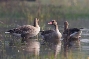greylag goose (Anser anser) in Bharatpur Bird Sanctuary, Rajasthan, India.