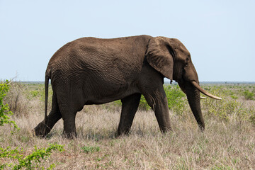 Eléphant d'Afrique, Loxodonta africana, Parc national Kruger, Afrique du Sud