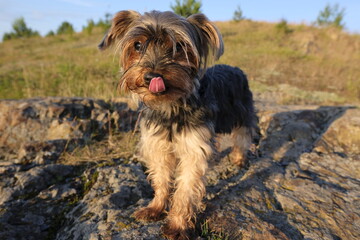 yorkshire terrier on the beach