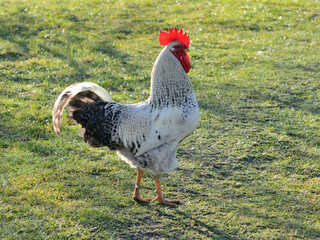 Beautiful big white rooster in the village