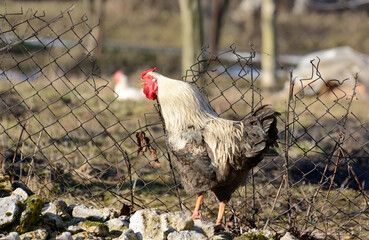 The rooster screams in the morning