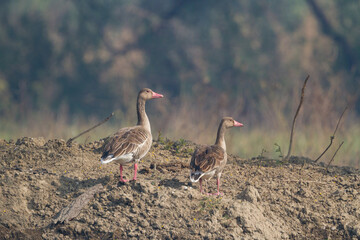 greylag goose (Anser anser) in Bharatpur Bird Sanctuary, Rajasthan, India.