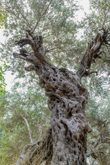 An ancient Roman olive tree