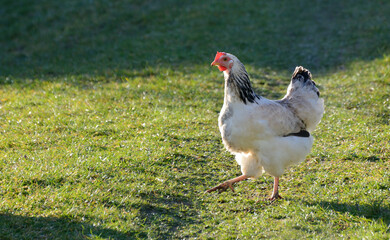 white loose chicken outdoor in the grass