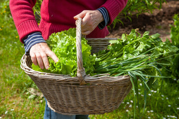 Au potager - femme tenant un panier avec sa récolte de légumes de printemps - salade, poireaux perpétuels, céleri, oignons blanc